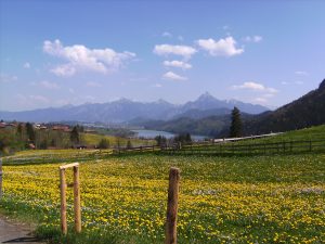 Wanderung bei Weißensee. Blick über eine Blumenwiese am Weißensee zum Säuling