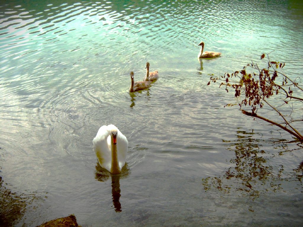 Schwäne am Alpsee